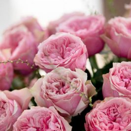Things to know about the different forms of rose